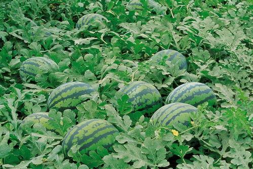 629吃瓜爆料入口,带你走进娱乐圈的神秘世界